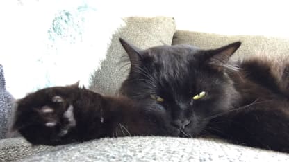 Pateryn Ozzy 12.2.18