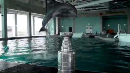 dolphin_cup