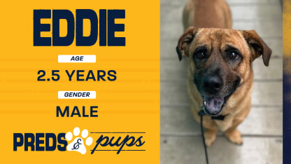 Preds and Pups: Eddie