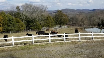 Nashville cows wide