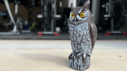 Fake owl found outside Blues practice rink