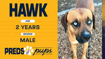 Preds and Pups: Hawk