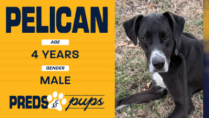 Preds and Pups: Pelican