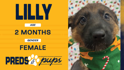 Preds and Pups: Lily