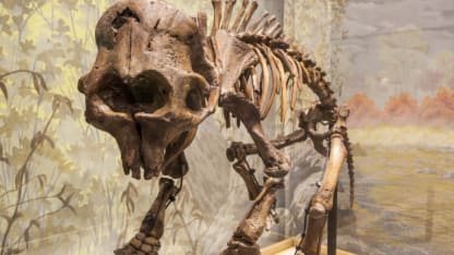 Mountain America Museum of Ancient Life at Thanksgiving Point