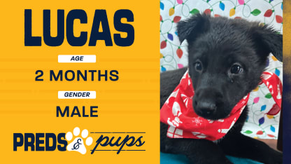 Preds and Pups: Lucas