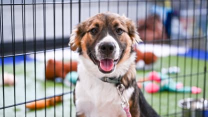 PHOTOS | Bills & Sabres Pet Adoption Event