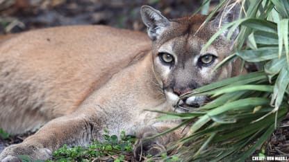 save-panther-3
