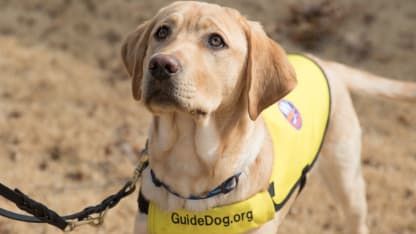 PHOTOS: Radar At Guide Dog Foundation