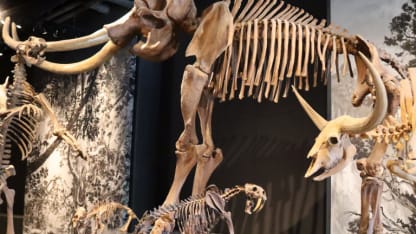 Natural History Museum of Utah