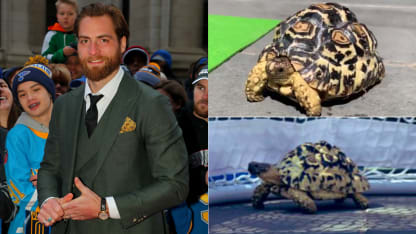 Holtby_tortoises