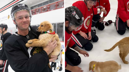 Blackhawks and puppies