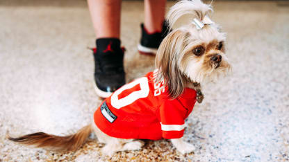 DET-small-dog