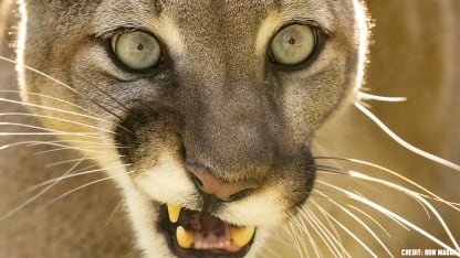 save-panther-5