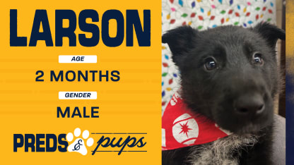 Preds and Pups: Larson