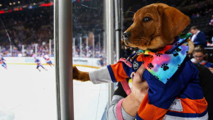 Islanders dog