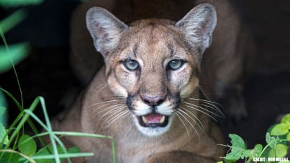 save-panther-6
