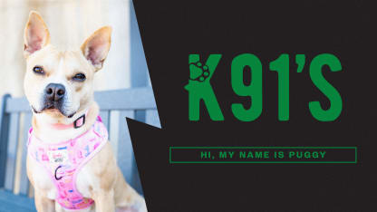 Puggy's adoption fees are covered