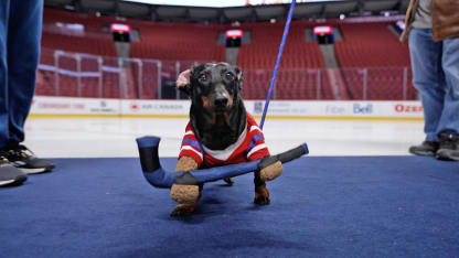 Dogs pose for pics at Bell Centre