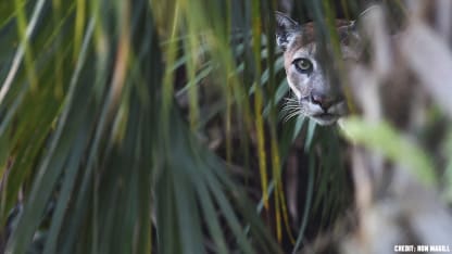 save-panther-2