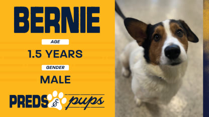 Preds and Pups: Bernie