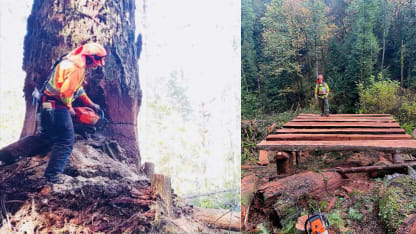Bedard-logging