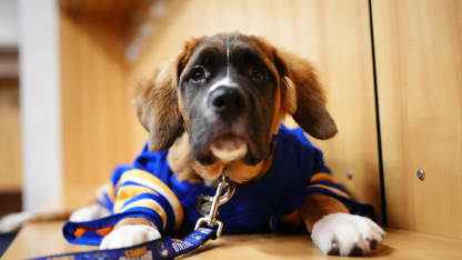 buf_202324teamdog_blue_10102023