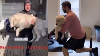 Workout dogs