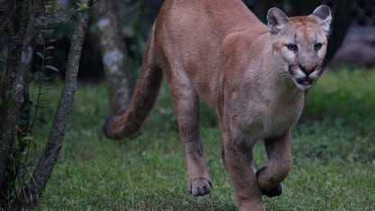 panther conservation 2019