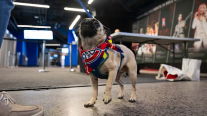 Pups take over the Bell Centre for portrait day