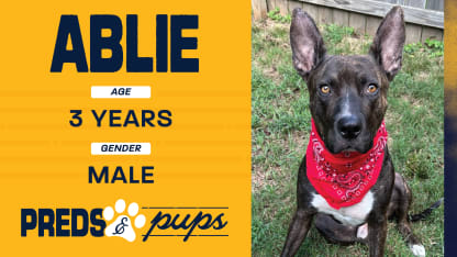 Preds and Pups: Ablie