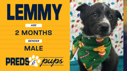 Preds and Pups: Lemmy