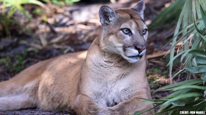 save-panther-4