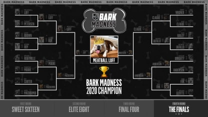 2020 Bark Madness Final Bracket Meatball Luff Champion