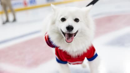 Canadiens Pup Party at the Bell Centre