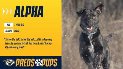 Preds & Pups: Alpha
