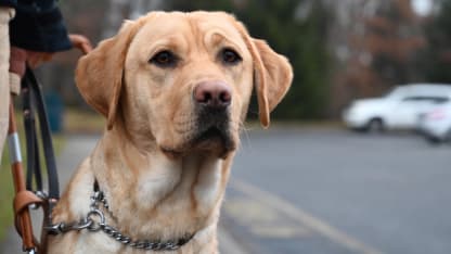 Puppy Blog: Radar's Training Update