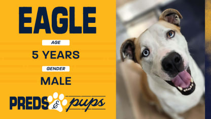 Preds and Pups: Eagle