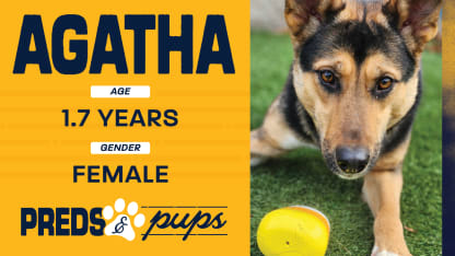Preds and Pup: Agatha