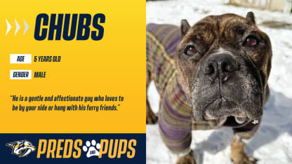 Preds & Pups: Chubs