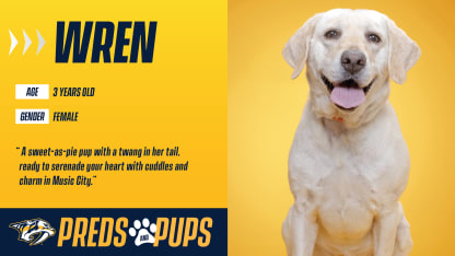 Preds & Pups: Wren