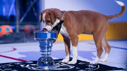 Stanley Pup show pairs hockey and animal rescue