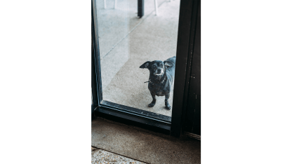 DET-window