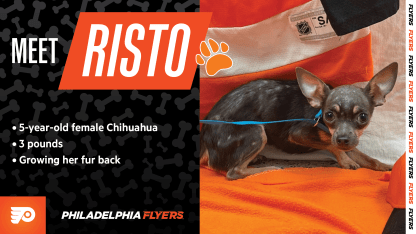 risto-paws