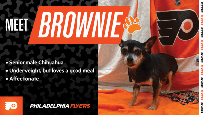 brownie-paws