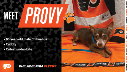 provy-paws