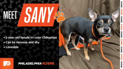 sany-paws