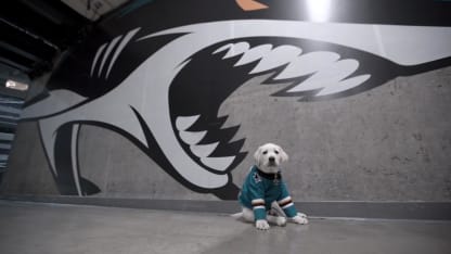 Puppy love: Meet Finn, the San Jose Sharks' newest addition