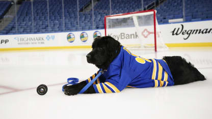 Rick Sabres Pup - Team Dog - Buffalo Sabres