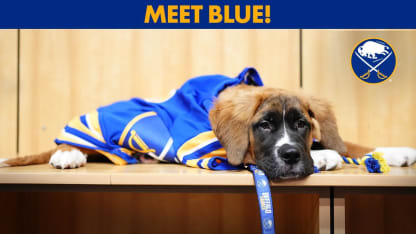 Meet Buffalo Sabres New Mascot, Rick